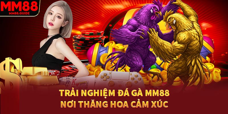Cách chơi đá gà vô cùng đơn giản tại nhà cái MM88