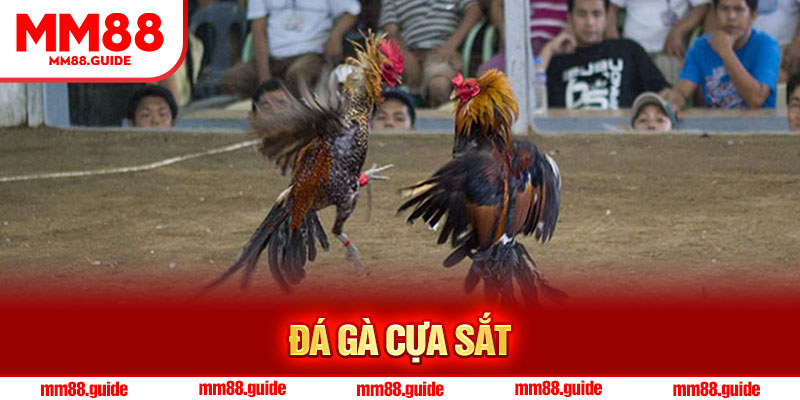 Đá Gà Cựa Sắt MM88 – Trải Nghiệm Cá Cược Đỉnh Cao Mỗi Ngày