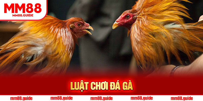 Luật Chơi Đá Gà Mới Nhất Từ A-Z Cho Người Mới Bắt Đầu MM88